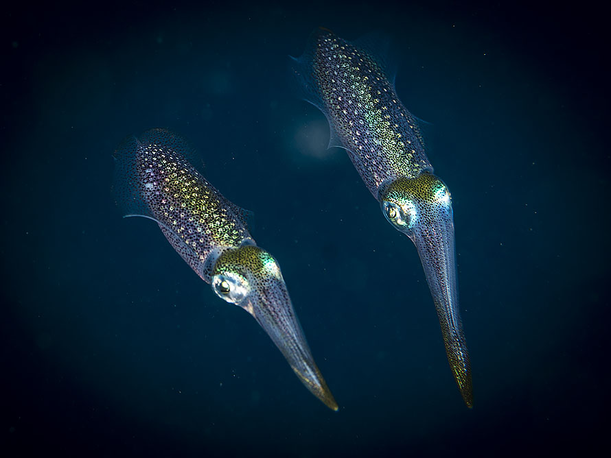 Sepioteuthis lessoniana